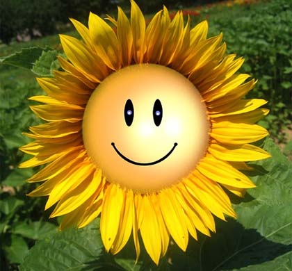 Sonnenblume mit Smile
